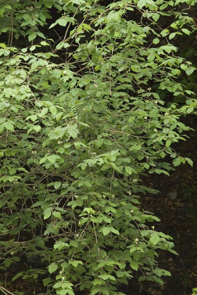 Lonicera xylosteum/Caprifoglio peloso